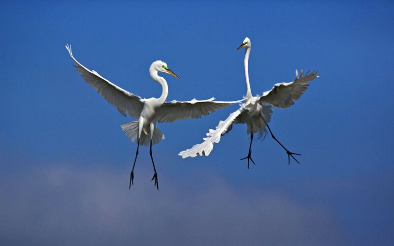 Two White Egrets Flying — Serene, Photograph