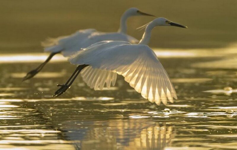Two White Egrets Flying — Serene