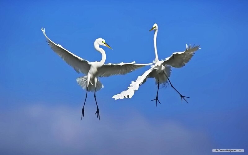 Two White Egrets Flying
