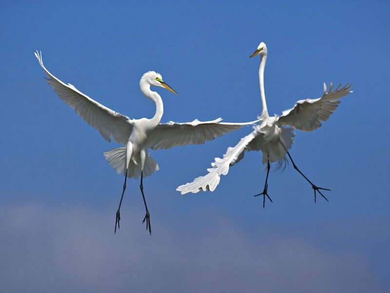 Two White Egrets in Flight — Serene, Afternoon, Photograph, Blue Sky