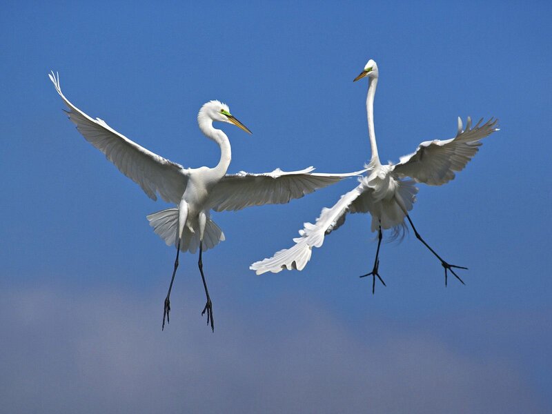 Two White Egrets in Flight — Serene, Afternoon, Photograph