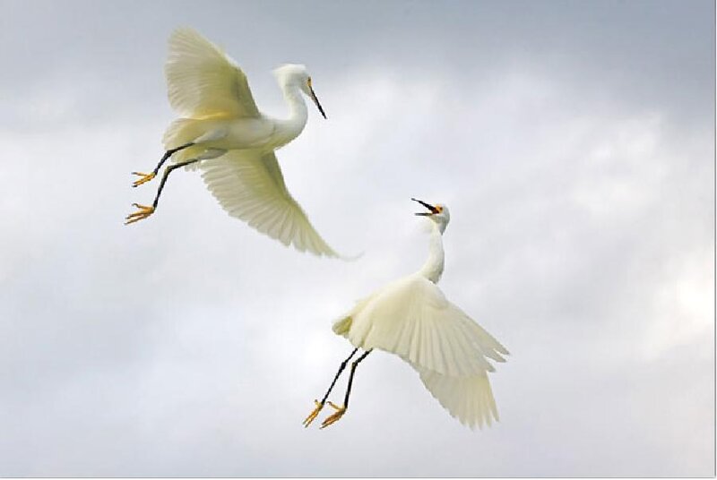 Two White Egrets in Flight