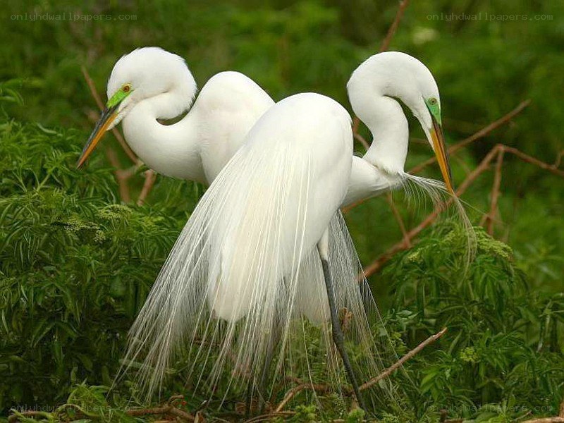 Two white egrets in greenery