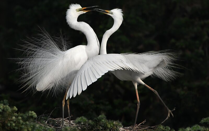 Two White Egrets