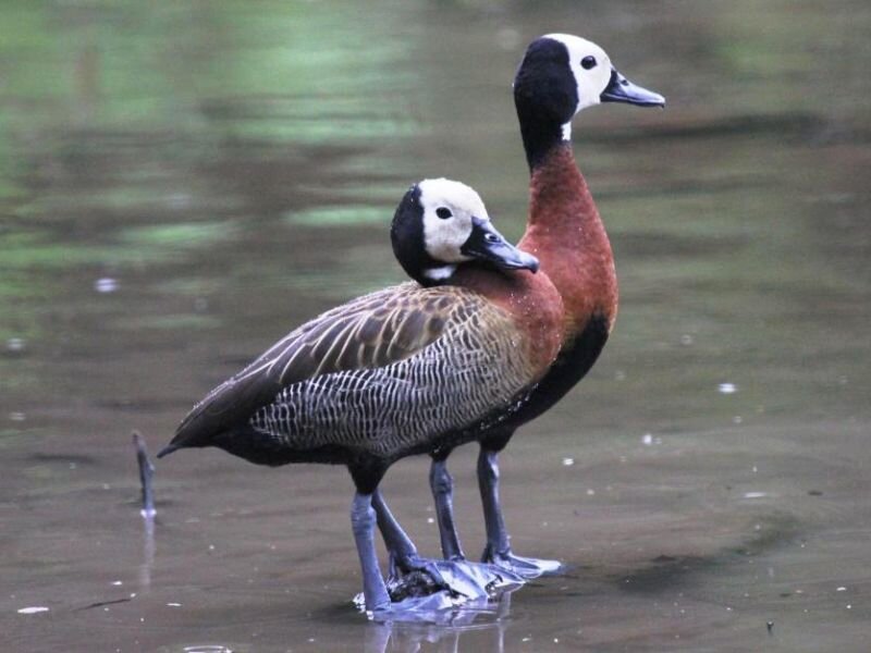 Two White-faced Ducks — Brown