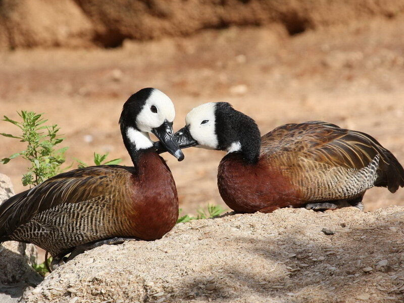 Two White-faced Ducks