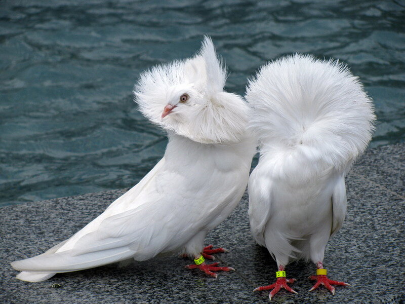 Two White Fantail Pigeons