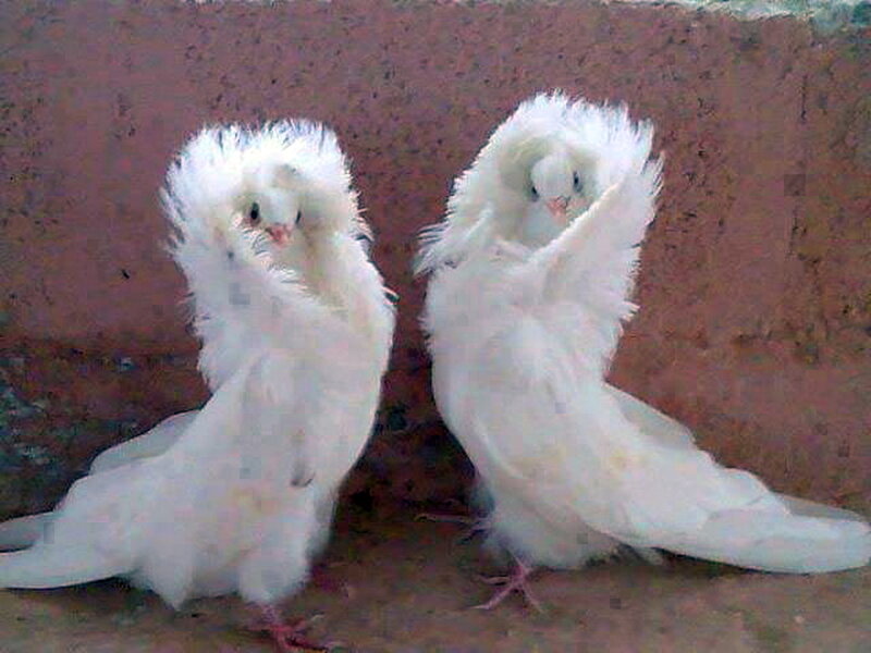 Two White Feathered Pigeons