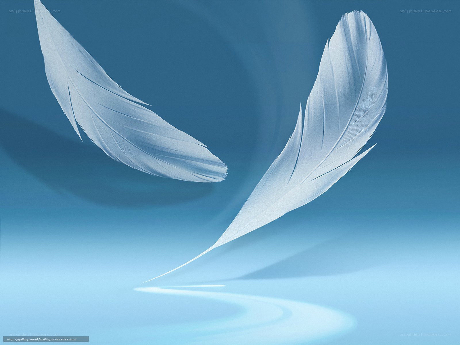 Two white feathers floating