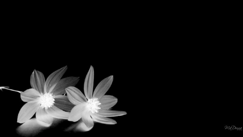 Two White Flowers — Black, Minimalist
