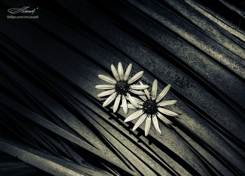 Two White Flowers — Black