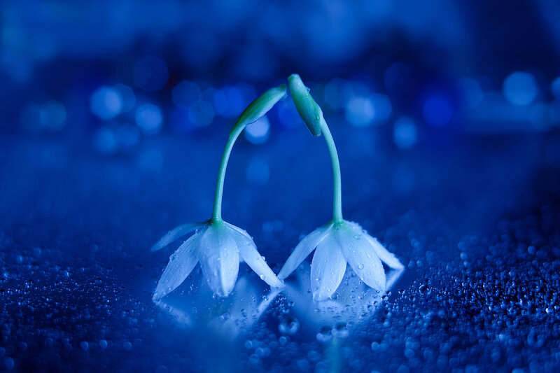 Two White Flowers — Blue, Serene, Photograph, Drops, Reflection
