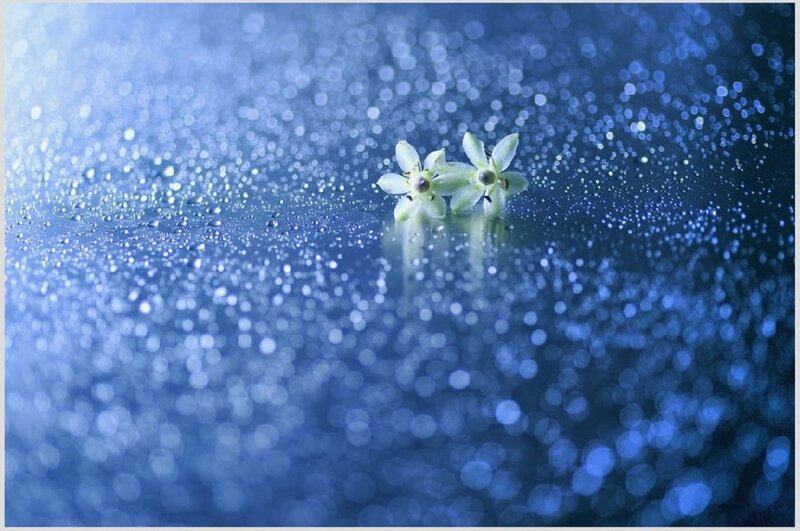 Two White Flowers — Blue, Serene, Photograph, Drops