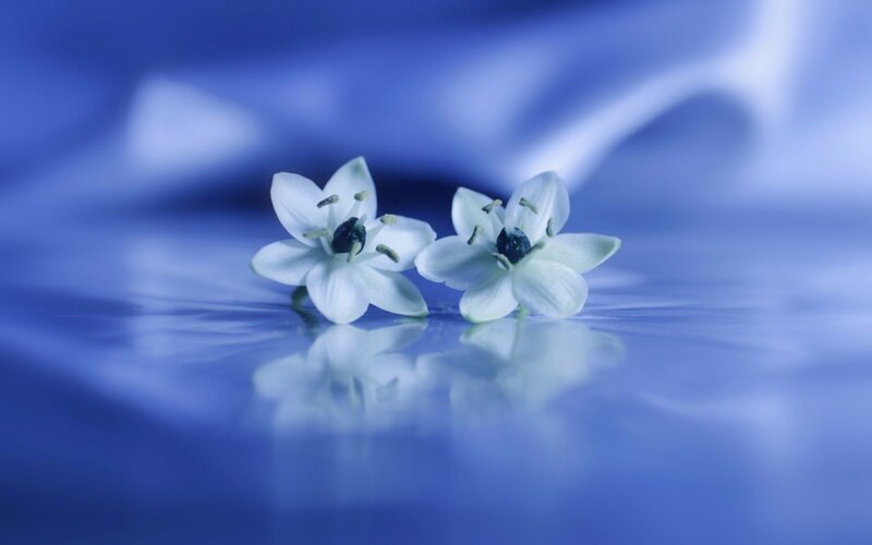 Two White Flowers — Blue, Serene, Photograph, Flower