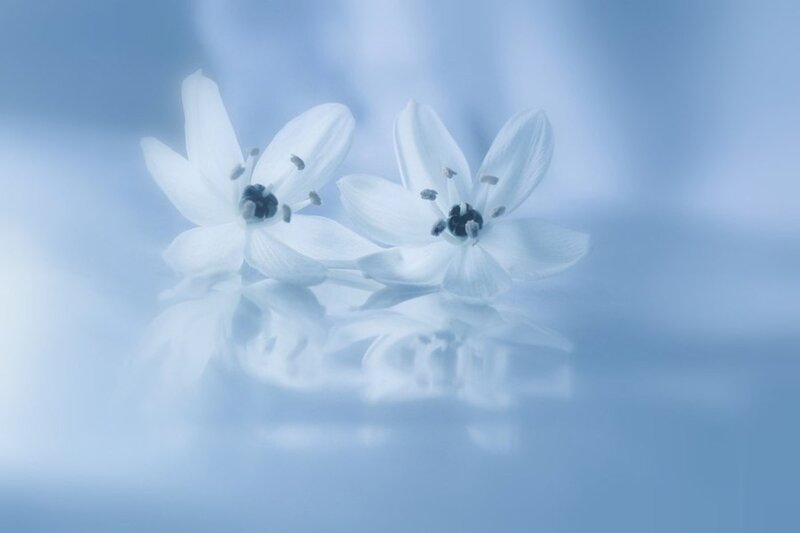 Two White Flowers — Blue, Serene, Photograph, Reflection, Petals