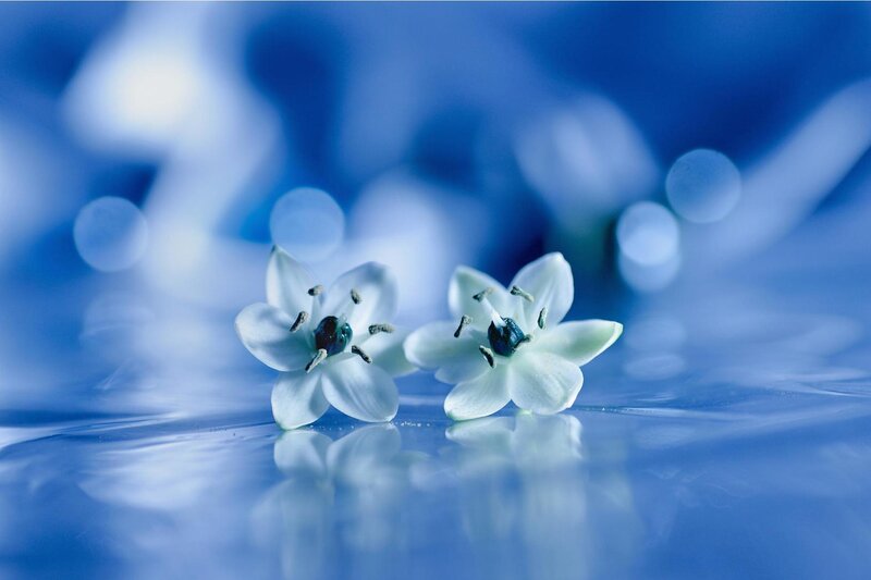 Two White Flowers — Blue, Serene, Photograph, Reflection