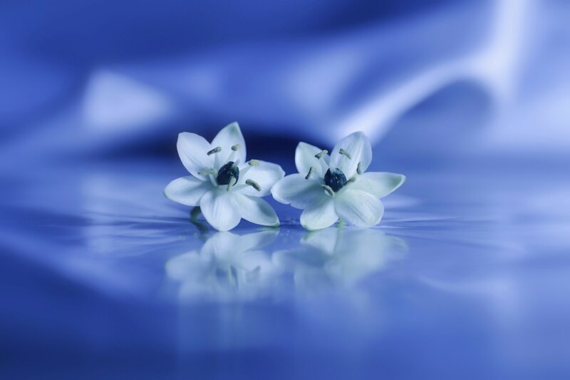 Two White Flowers — Blue, Serene, Photograph