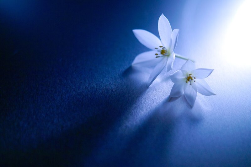 Two White Flowers — Blue, Serene