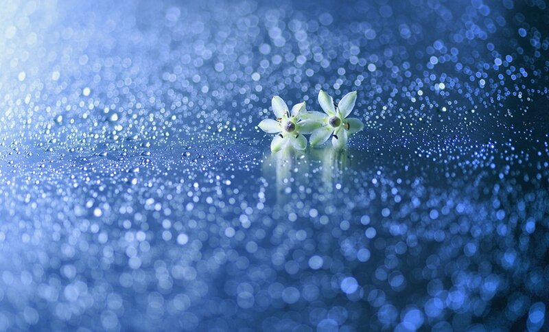 Two White Flowers — Blue