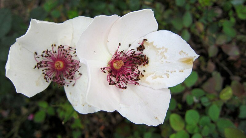 Two White Flowers — Calm, Photograph