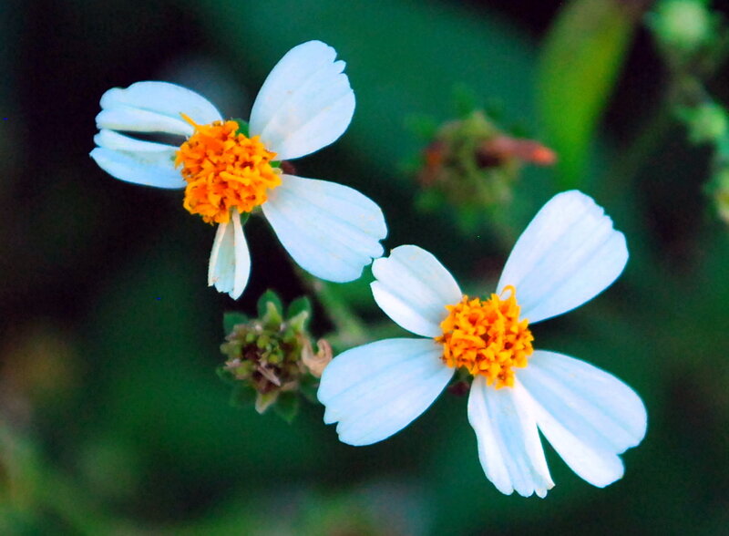Two White Flowers — Calm