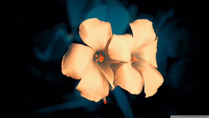 Two White Flowers — Dramatic, Night, Photograph