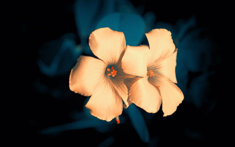 Two White Flowers — Dramatic, Night
