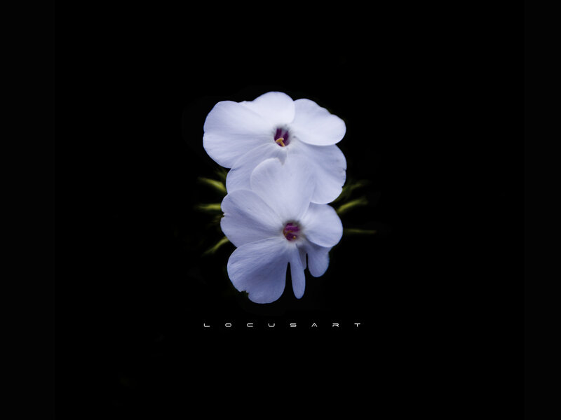 Two White Flowers — Dramatic