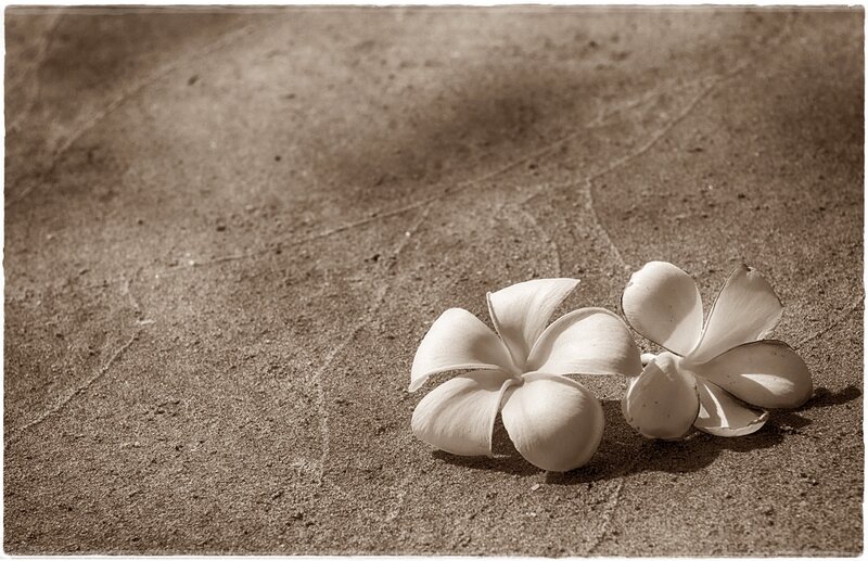 Two White Flowers on Sand