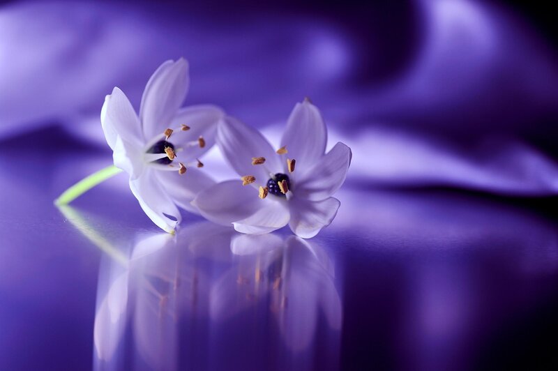 Two White Flowers — Purple, Serene