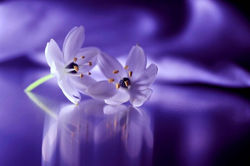 Two White Flowers — Purple