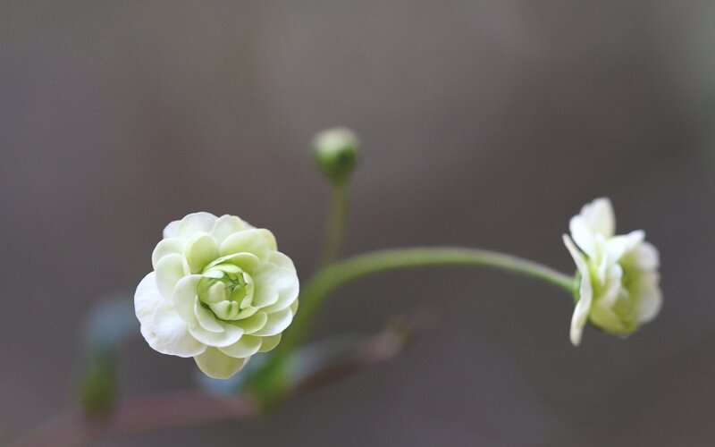 Two White Flowers — Serene, Photograph