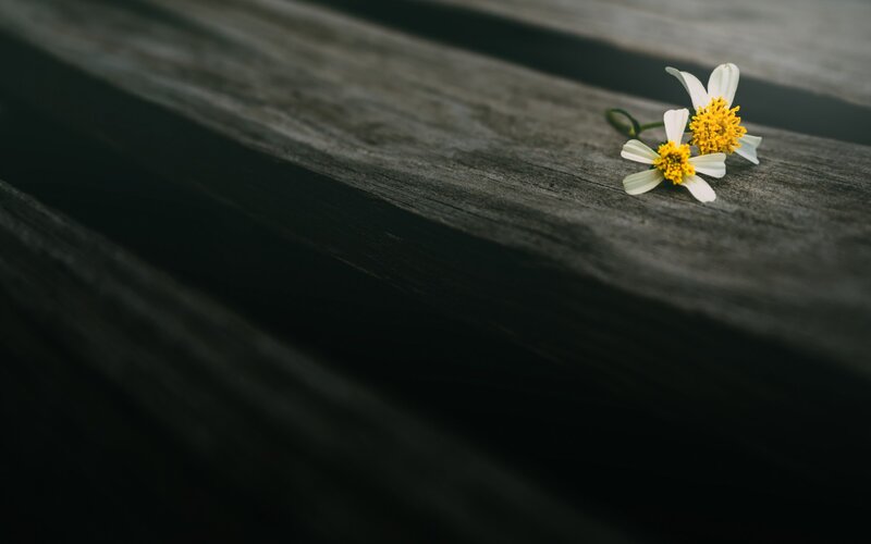 Two White Flowers — Serene, Photograph, Wooden Surface
