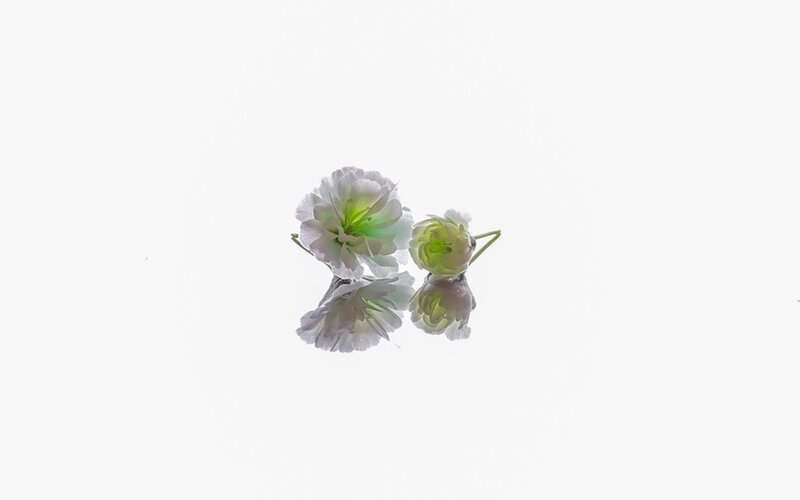 Two White Flowers — Serene