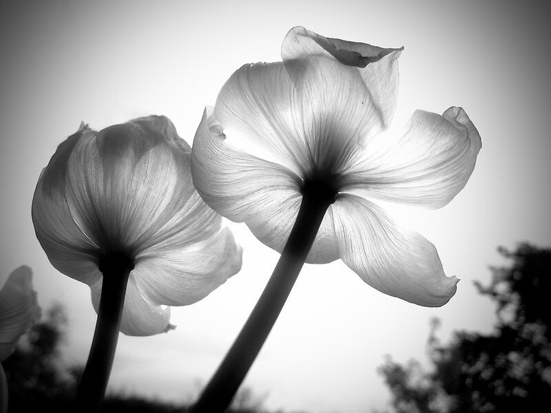 Two White Flowers