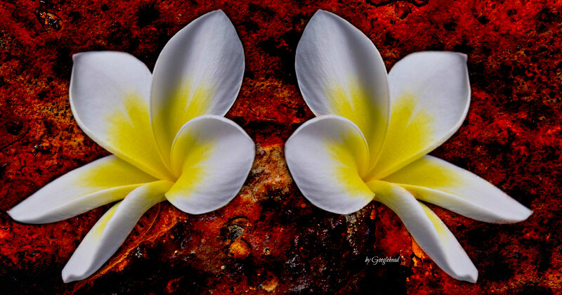 Two White Frangipani Flowers