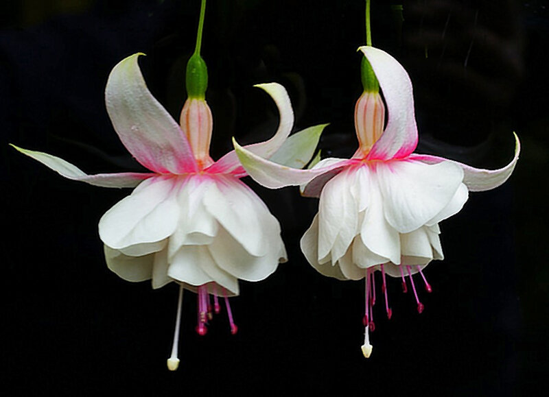Two White Fuchsia Flowers