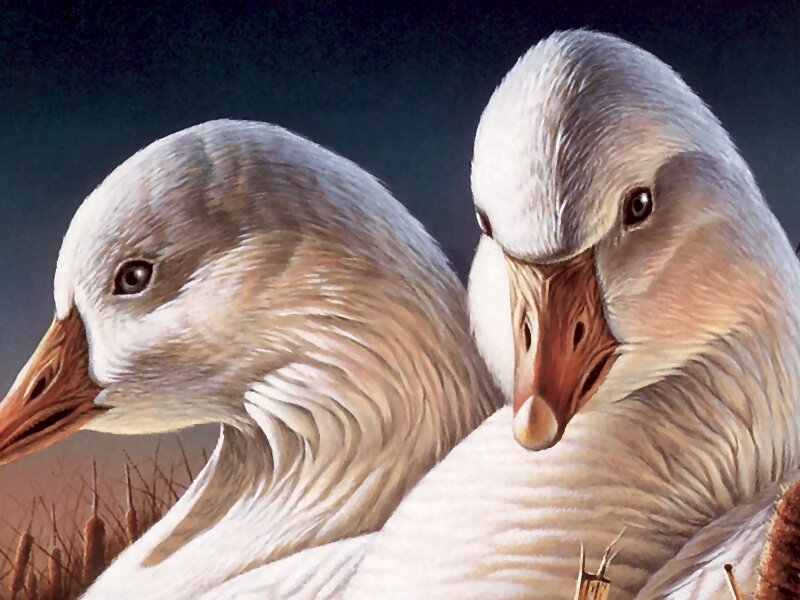 Two White Geese — Calm