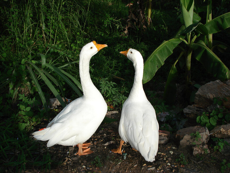 Two white geese in a garden