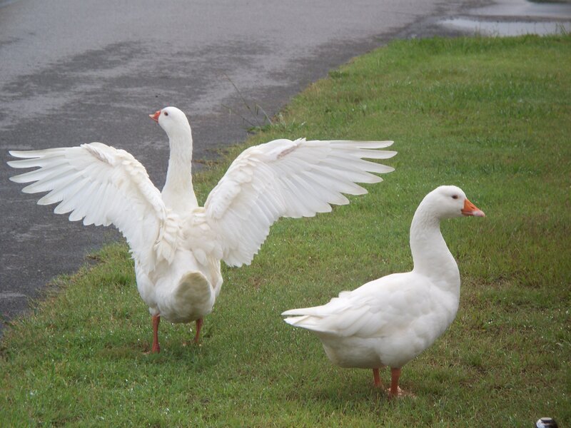 Two white geese on grass