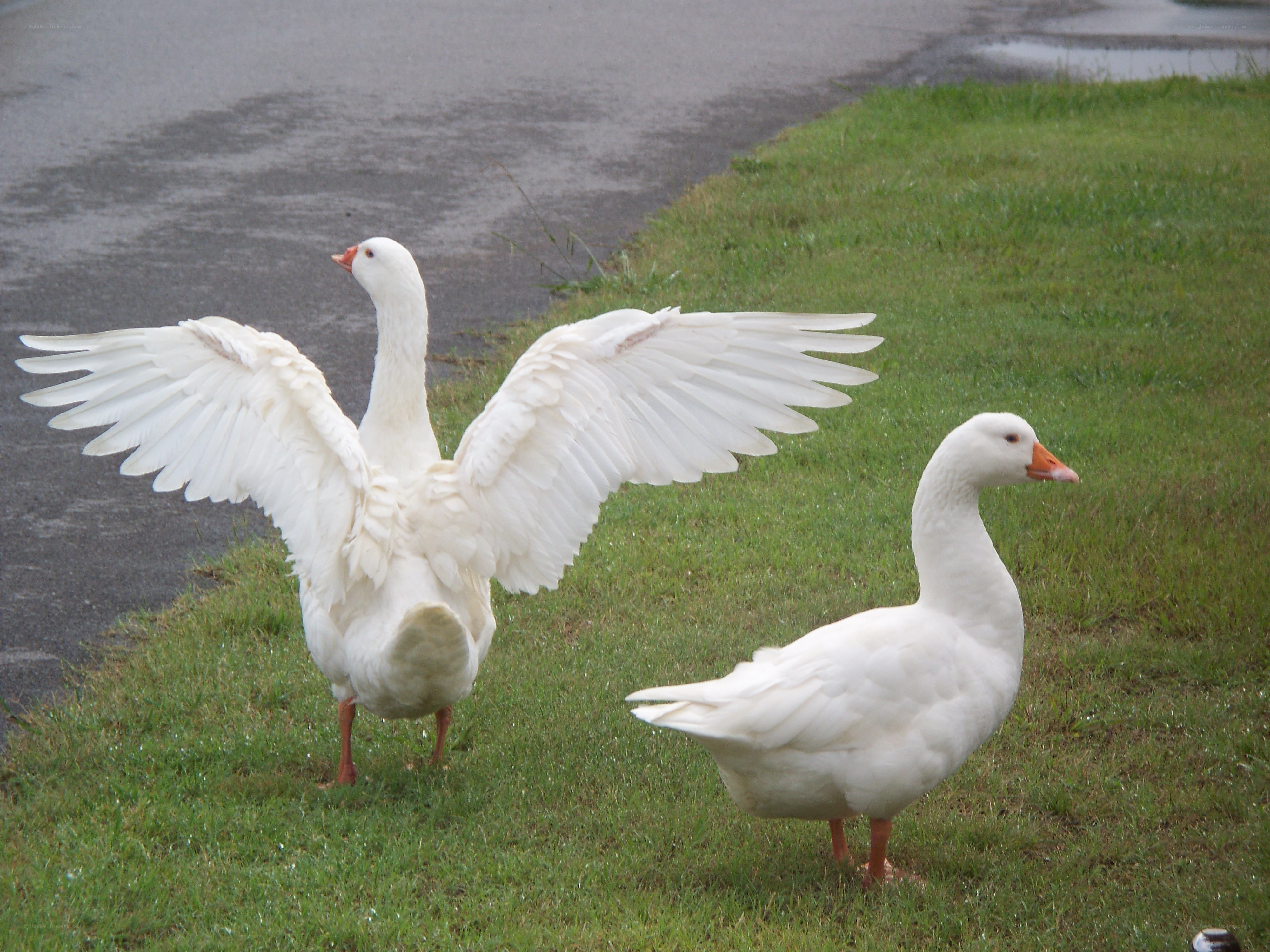 Two white geese on grass