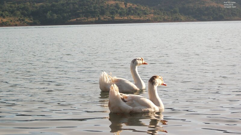Two White Geese Swimming