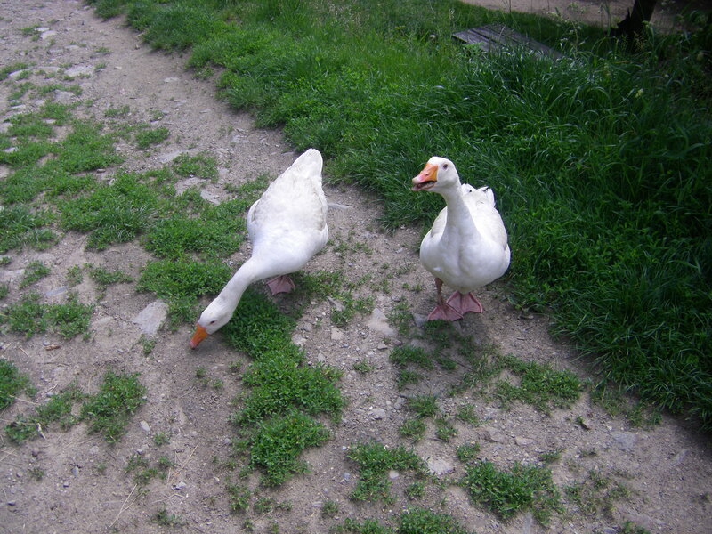 Two White Geese