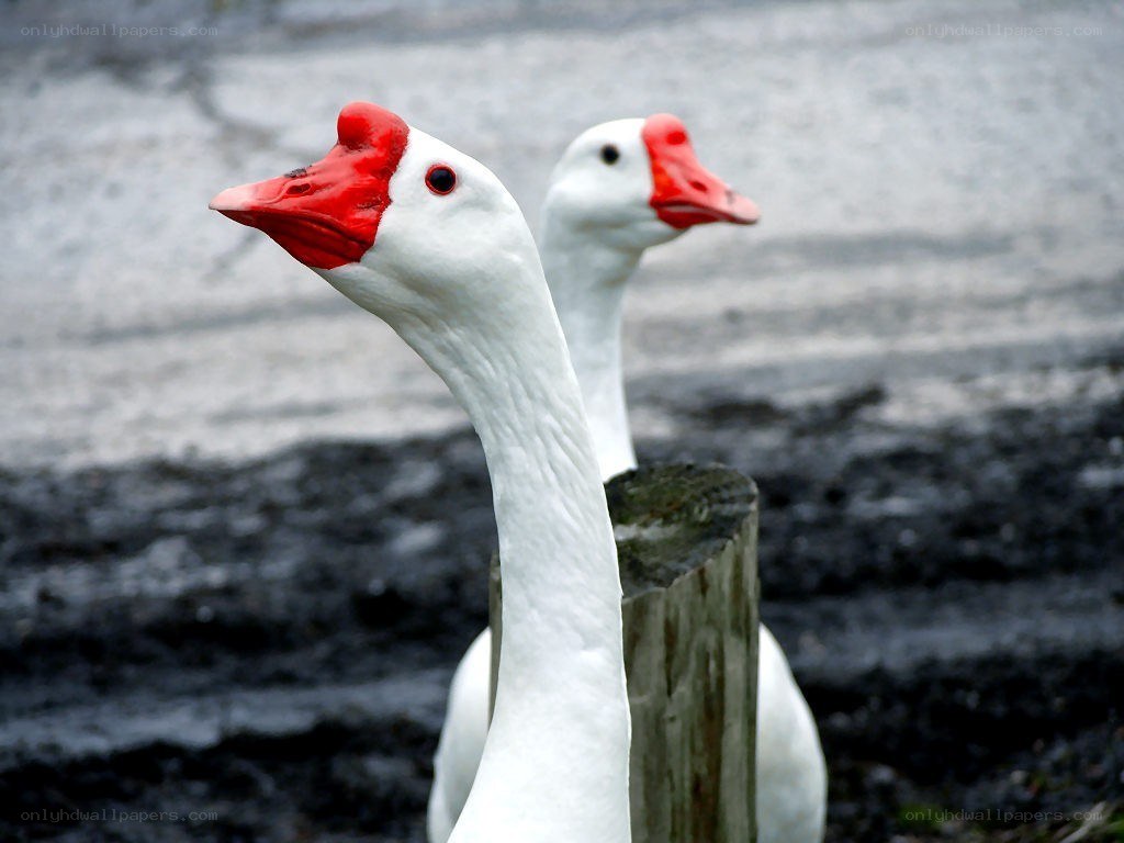 Two white geese with red beaks