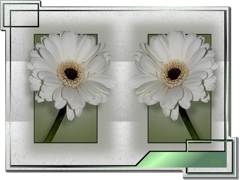 Two White Gerbera Daisies — Calm