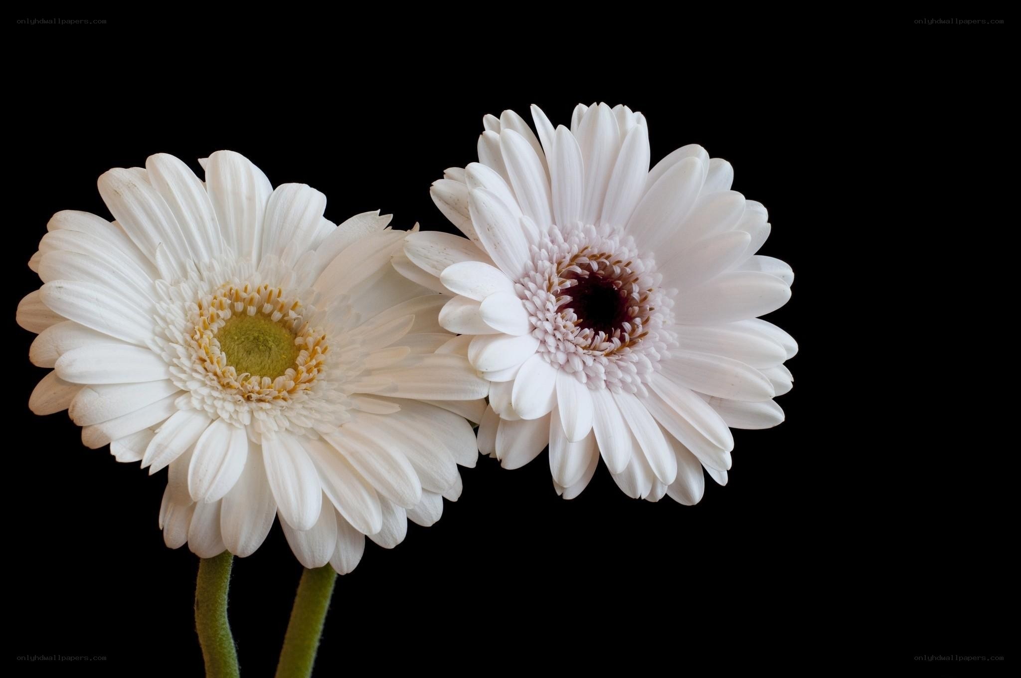 Two white gerbera daisies