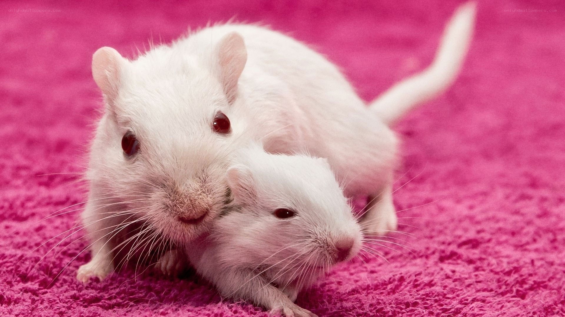 two white gerbils on pink