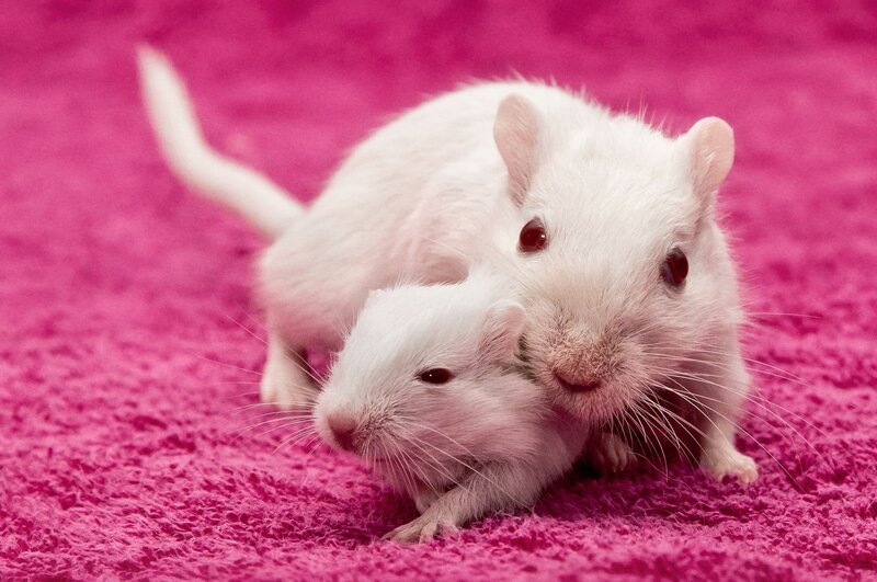 Two White Gerbils — Pink