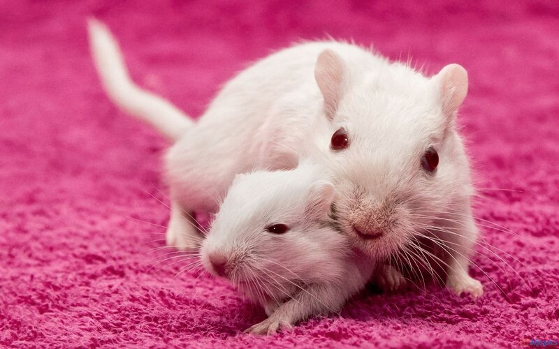 Two White Gerbils