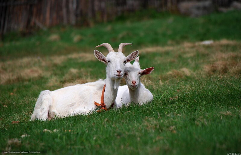 Two White Goats — Green, Calm